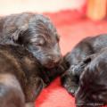 Chiots Iouna-2