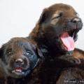 Chiots Femelles Iouna-7