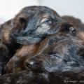 Chiots Males Iouna-15