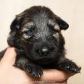 Chiots Quayla-2