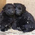 Chiots Queirra-1