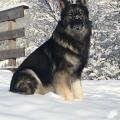 Aramis