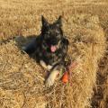 Aramis