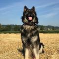 Aramis