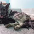 Chiots Ryade-1