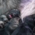 Chiots Ryade-10