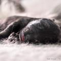 Chiots Ryade-2