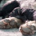 Chiots Ryade-3