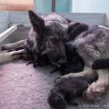Chiots Ryade-5
