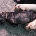 Chiots Ryade-9