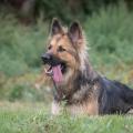Alain-Thimmesch-Hoops-Dogs-09092018-Ewen-6