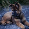 M'Asya