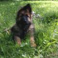 Mylan