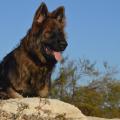 DSC_00871 2 3 (3)