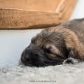 Chiots Iouna-1