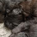 Chiots Iouna-11