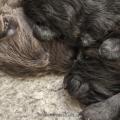 Chiots Iouna-12