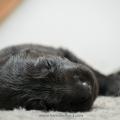 Chiots Iouna-2