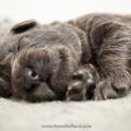 Chiots Iouna-3