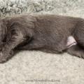 Chiots Iouna-4