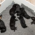 Chiots Iouna-6