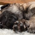 Chiots Iouna-8