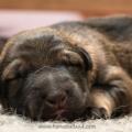 chiots Iouna-10