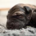 chiots Iouna-11
