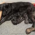 chiots Iouna-12