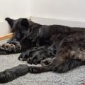 chiots Iouna-3