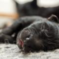 chiots Iouna-4