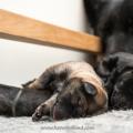 chiots Iouna-5