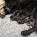 chiots Iouna-6