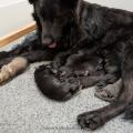 chiots Iouna-7