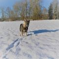 IMG_20170106_105220 (2)