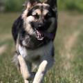 milo