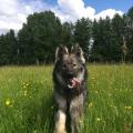 thumbnail_IMG_20170520_153549_1