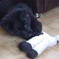 Mariloup au mouton