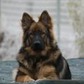 _DSC9036