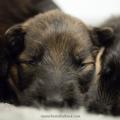 chiots Marley-14