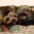 chiots Marley-3