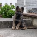 Meika
