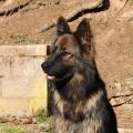 Meika