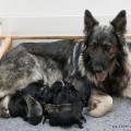 chiots Ryade-10