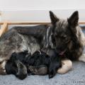 chiots Ryade-12