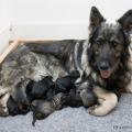 chiots Ryade-17