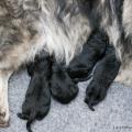chiots Ryade-28