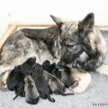 chiots Ryade-3