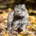 WG Photographies 2016-11