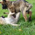Memphis et Mila 2